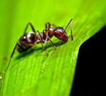 Kousnutí od mravence