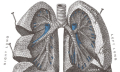 Idiopatická plicní fibróza