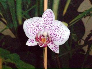 Jak na pěstování orchidejí