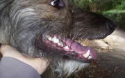 Bolest zubů u psů