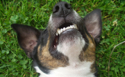 Jak vybělit zuby u psa